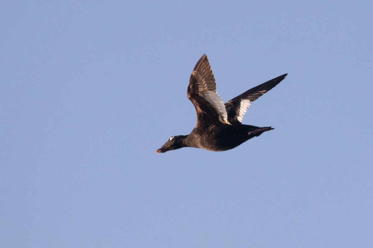 White-winged Scoter - Rain Saulnier