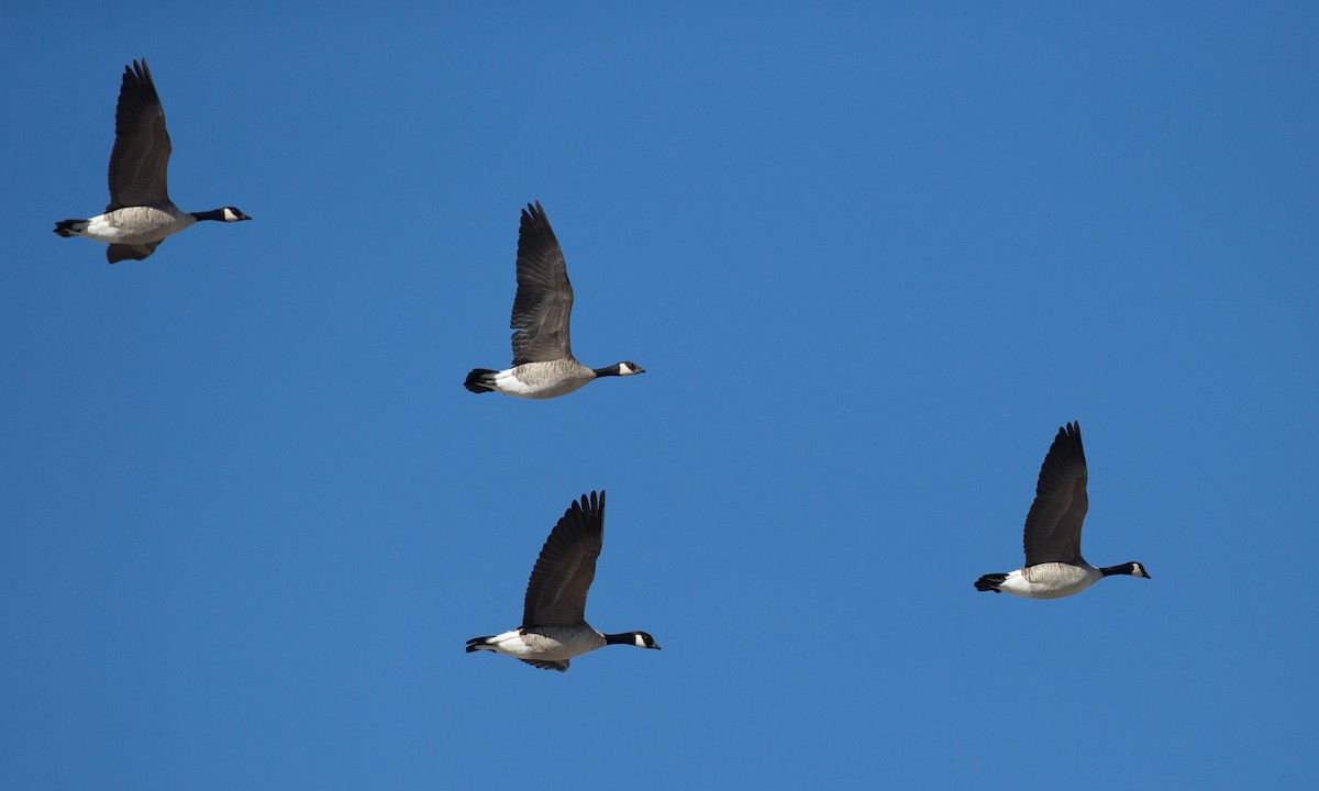 Cackling Goose (Richardson's) - Jessie Barry