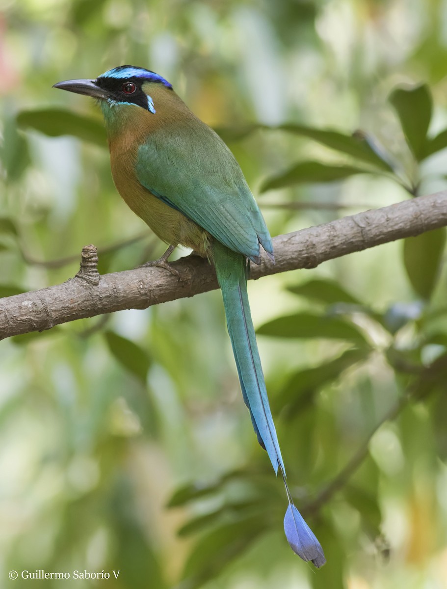 Lesson's Motmot - ML45062301