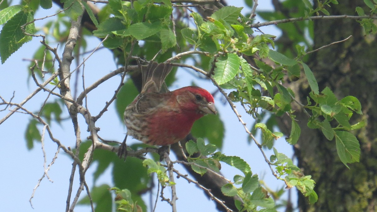 House Finch - ML450623451