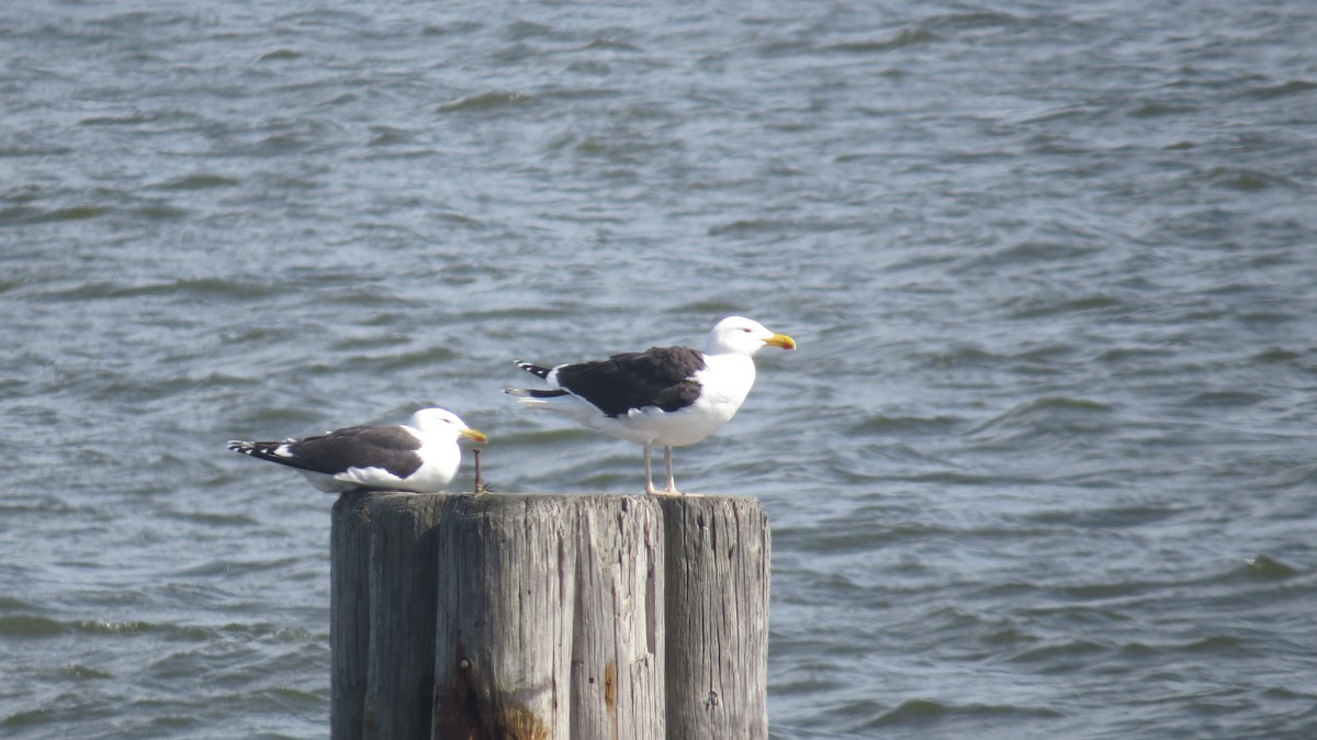 Great Black-backed Gull - ML450623771