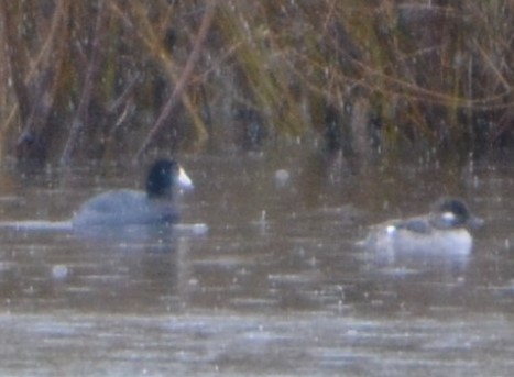 Bufflehead - ML450624411