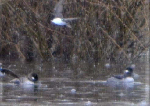 Bufflehead - ML450624581