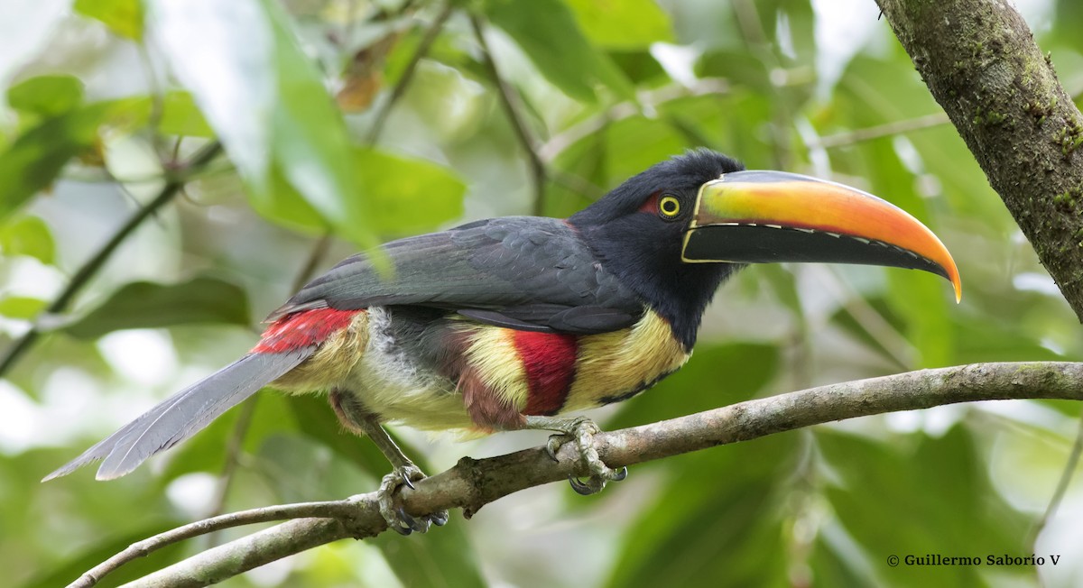 Fiery-billed Aracari - ML45062481