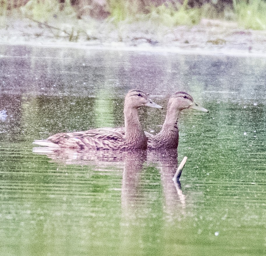 American Black Duck - ML450624841