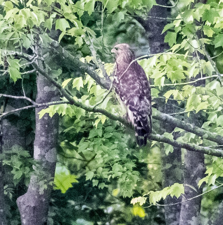 Red-shouldered Hawk - ML450625051
