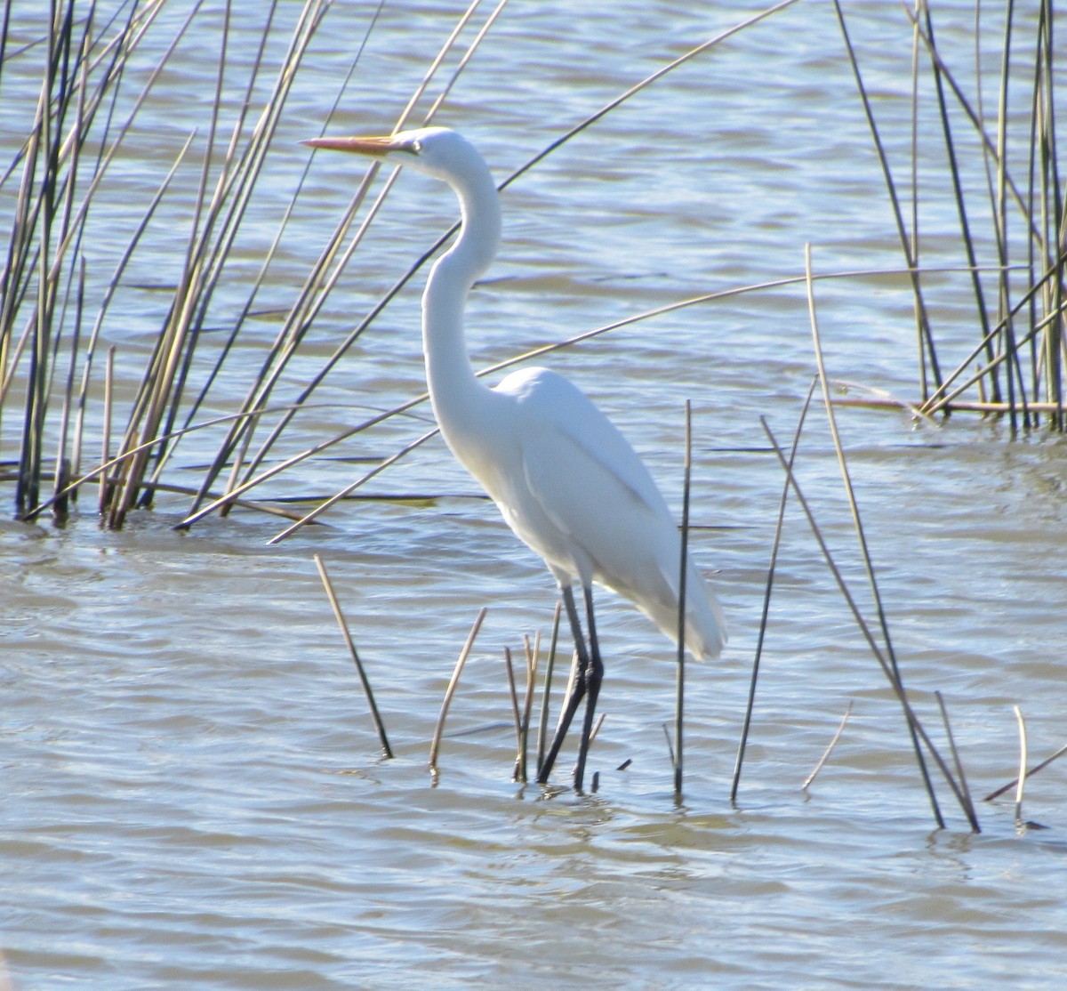 Great Egret - cynthia arenas