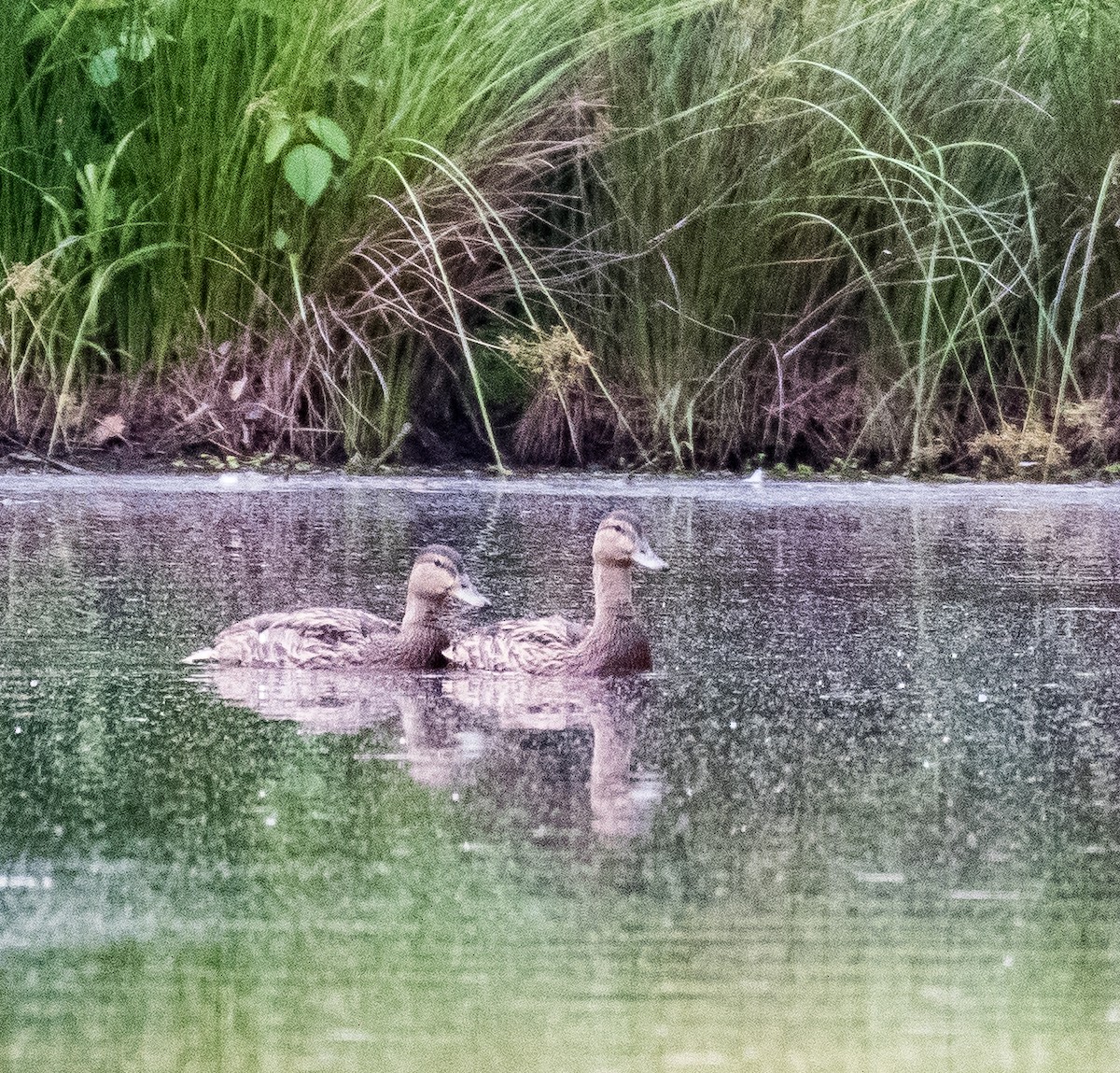 American Black Duck - ML450626261