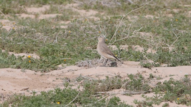 Isabelline Wheatear - ML450626431