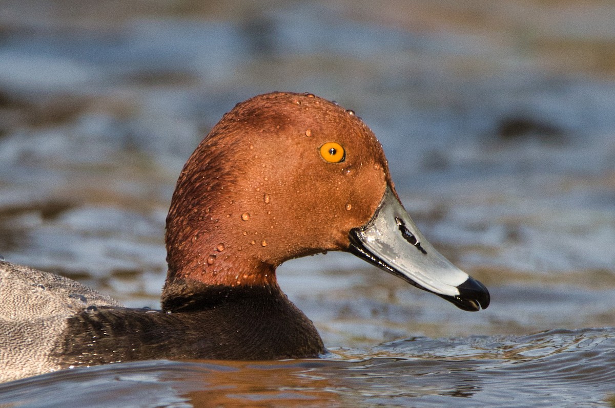 Redhead - Cole Penning