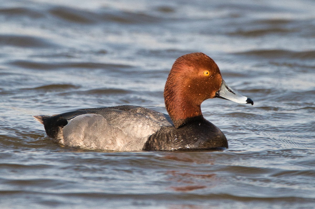 Redhead - Cole Penning