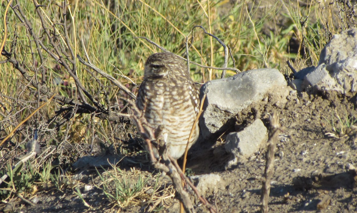 Burrowing Owl - ML450627931