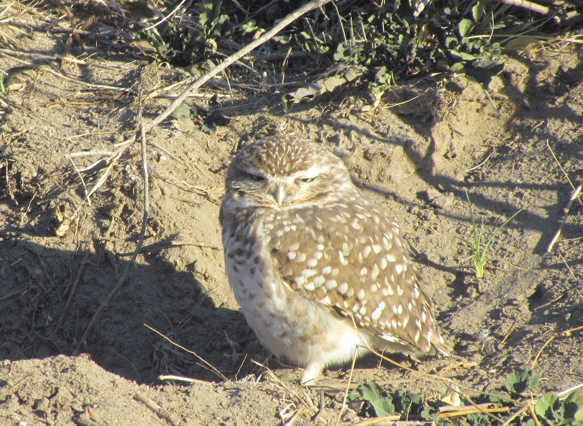 Burrowing Owl - ML450628011