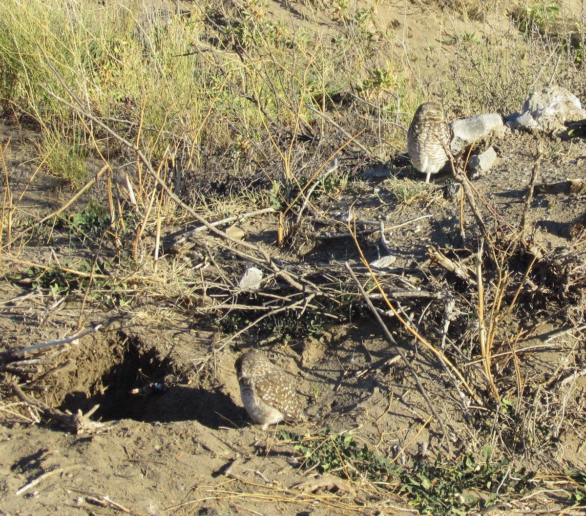 Burrowing Owl - ML450628241