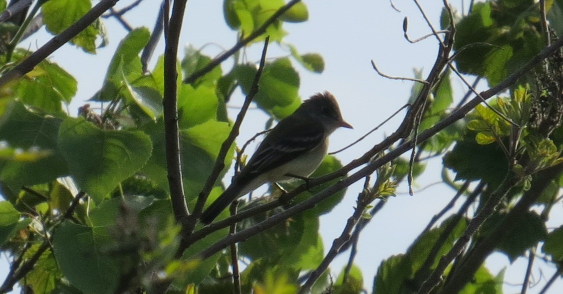 Alder Flycatcher - ML450629331