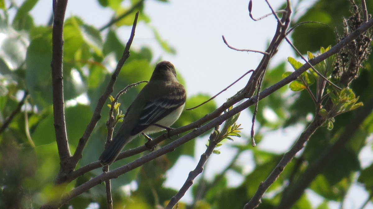 Alder Flycatcher - ML450629341