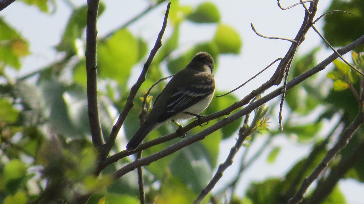 Alder Flycatcher - ML450629361