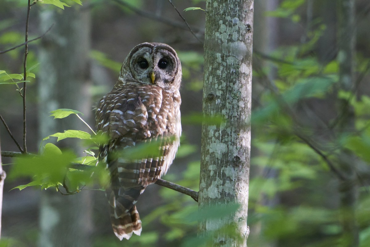 Barred Owl - ML450629521