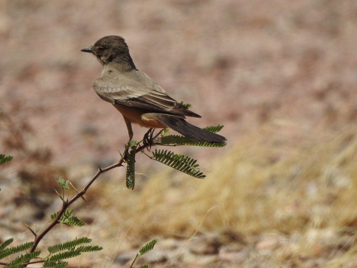 Say's Phoebe - ML450630071