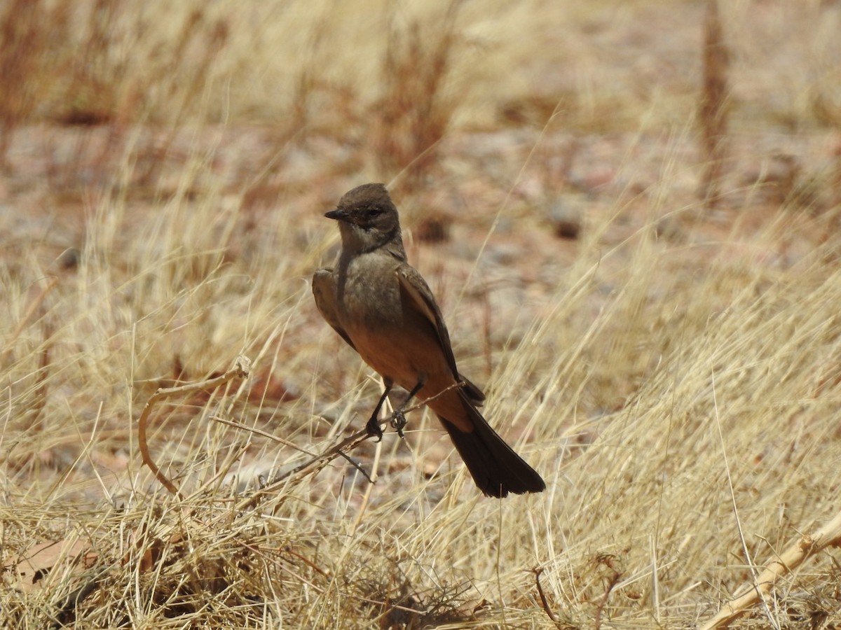 Say's Phoebe - ML450630171