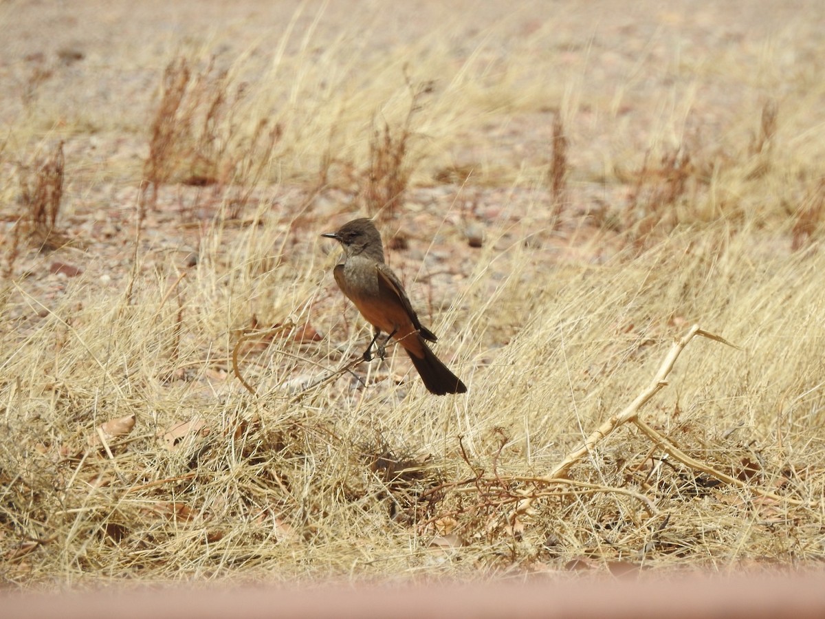 Say's Phoebe - ML450630471