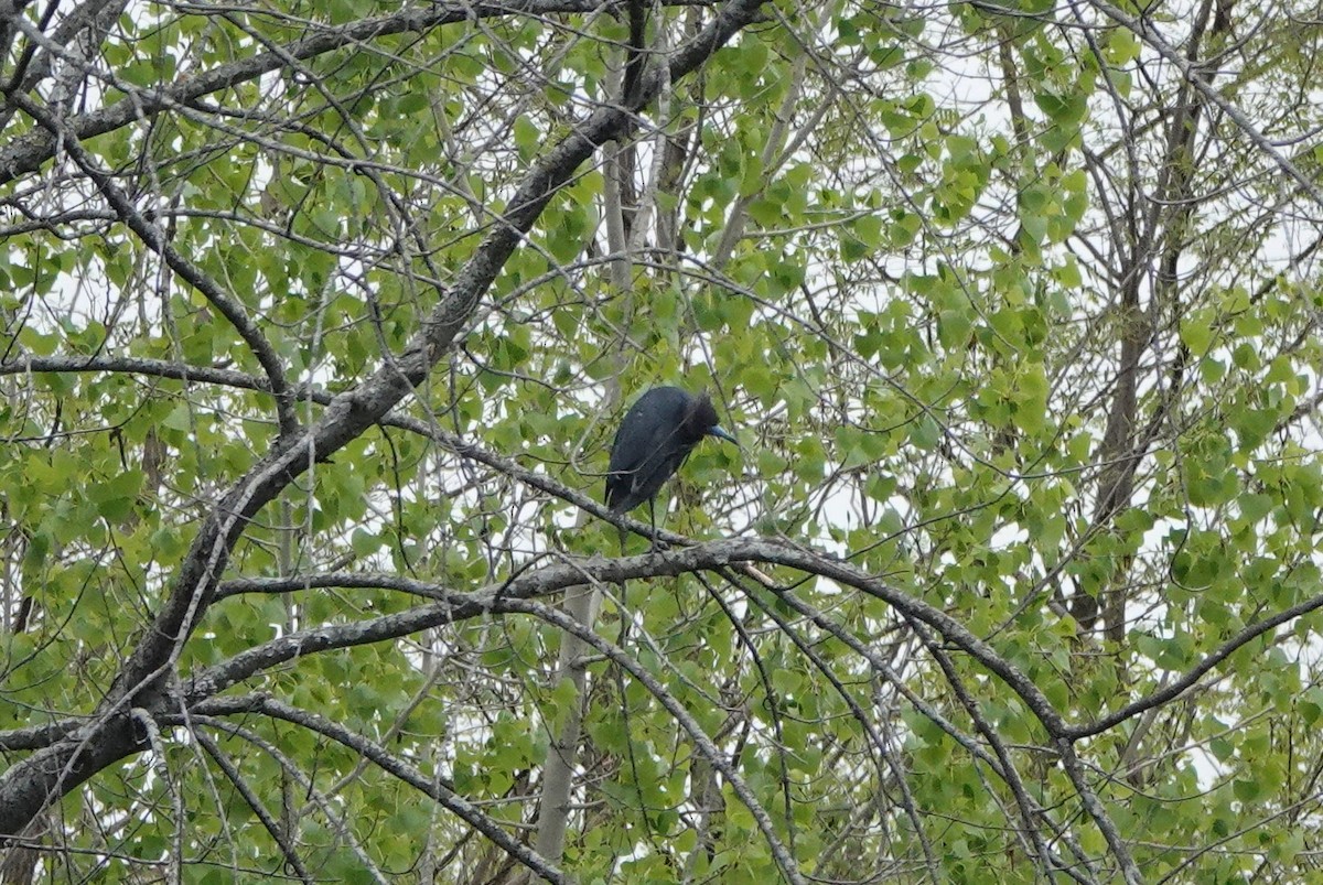 Little Blue Heron - Alenka Weinhold