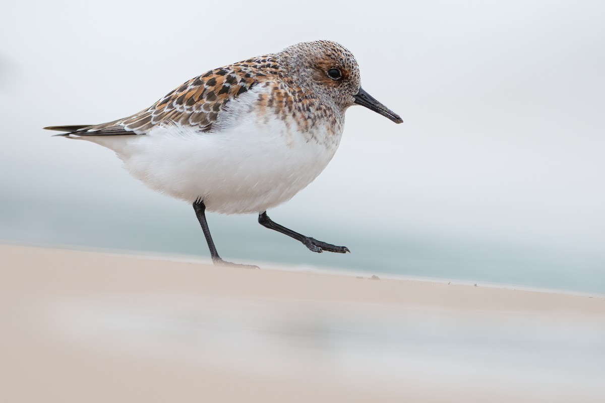 Sanderling - ML450631641