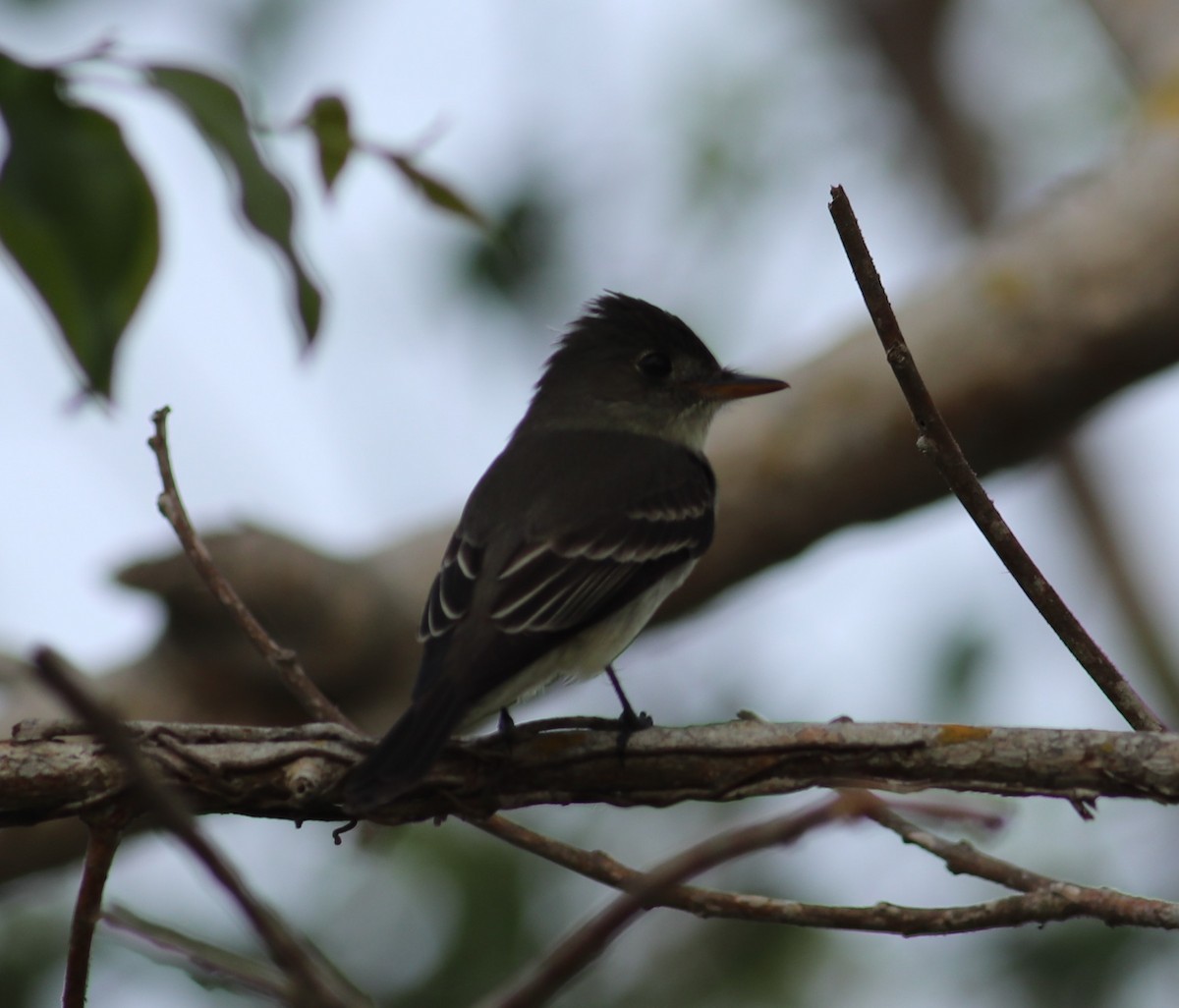 Eastern Wood-Pewee - ML450631921