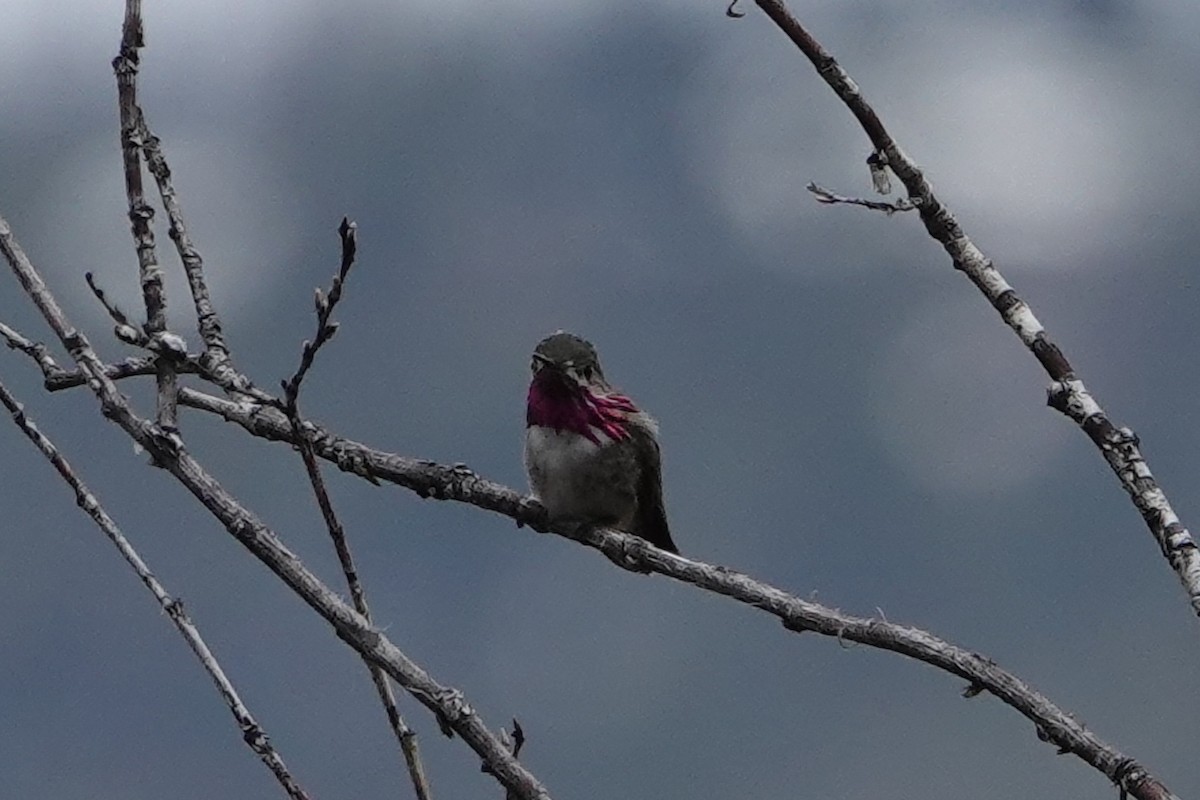 Calliope Hummingbird - Richard Ambrose