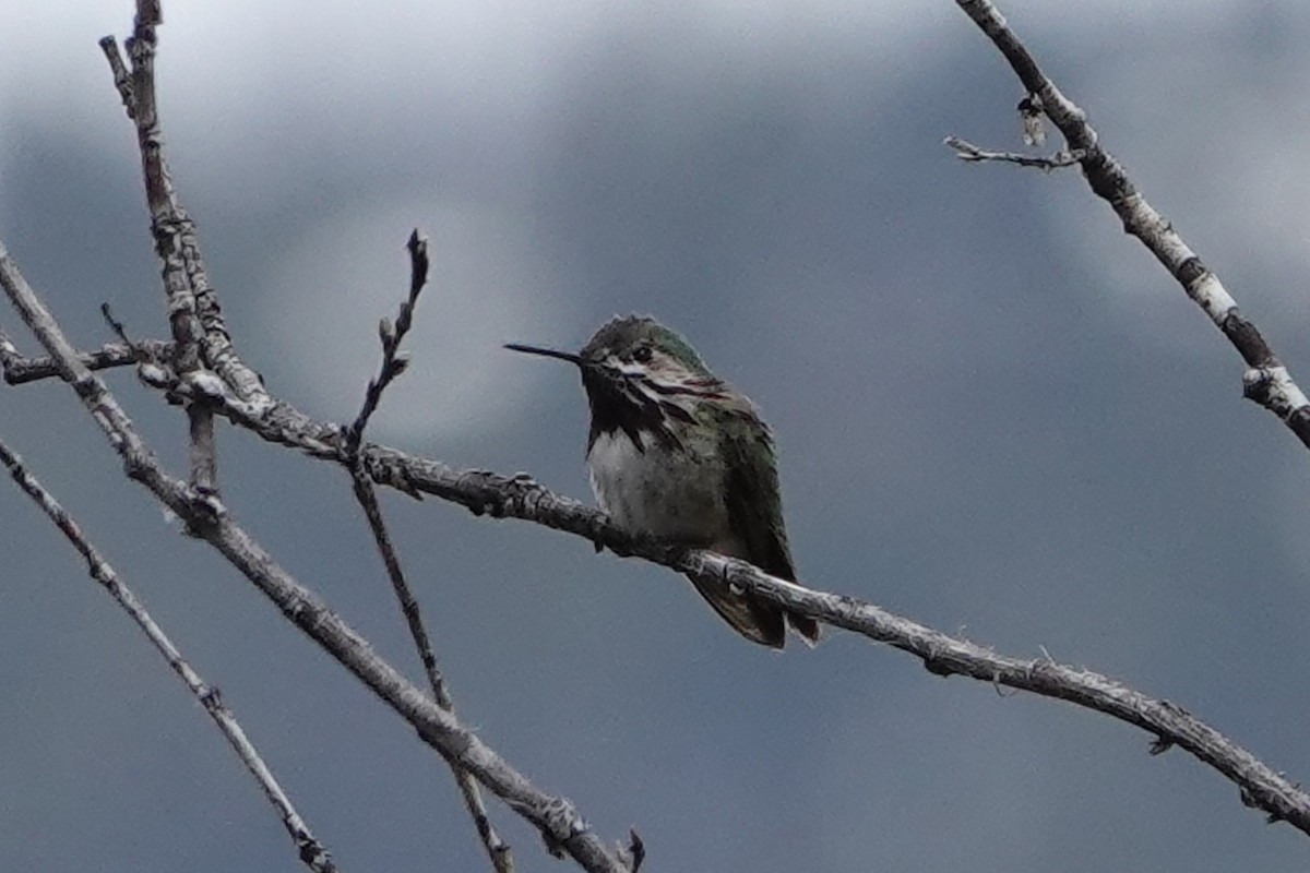 Calliope Hummingbird - ML450632441