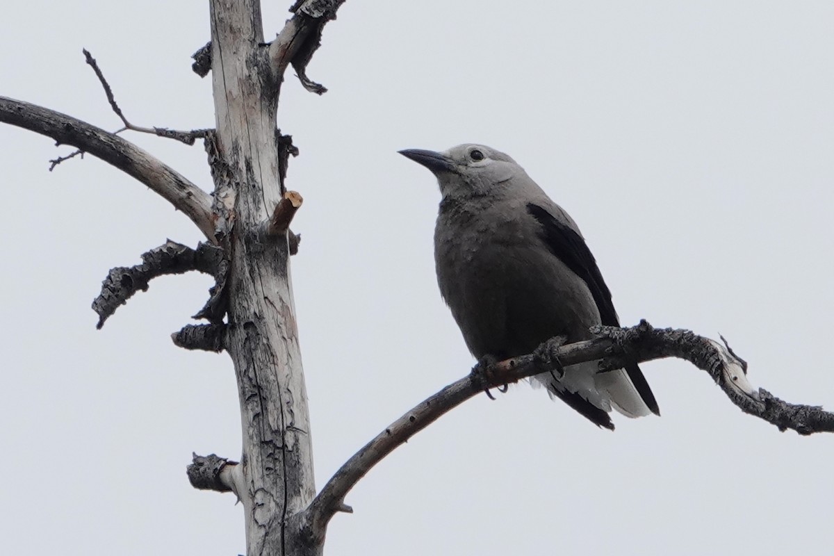 Clark's Nutcracker - ML450632631