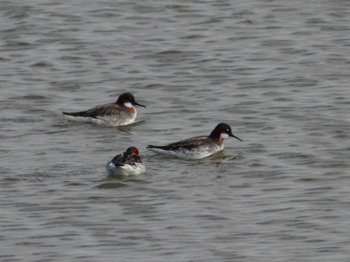 Red-necked Phalarope - ML450632871