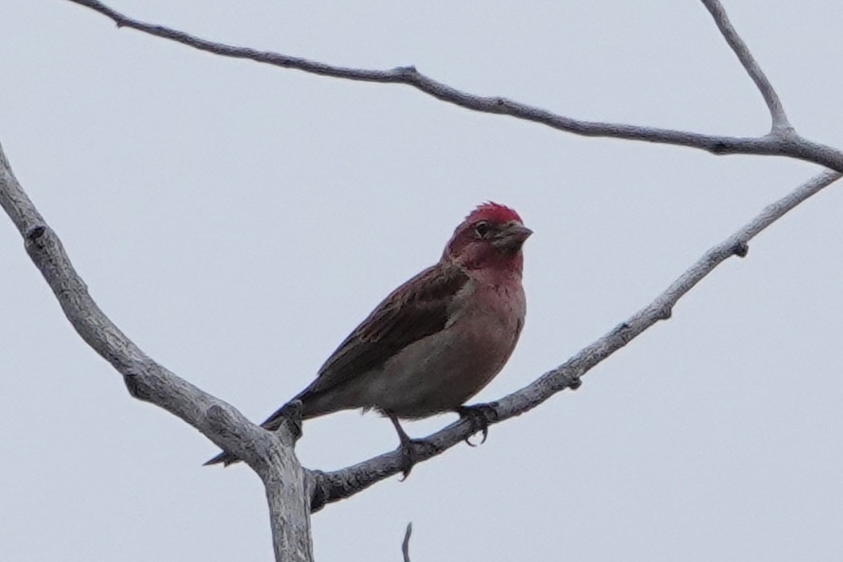 Cassin's Finch - ML450632941