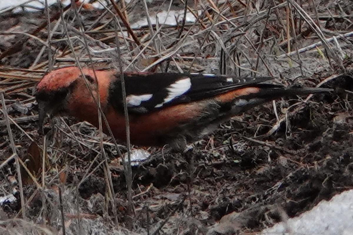 White-winged Crossbill - ML450633061