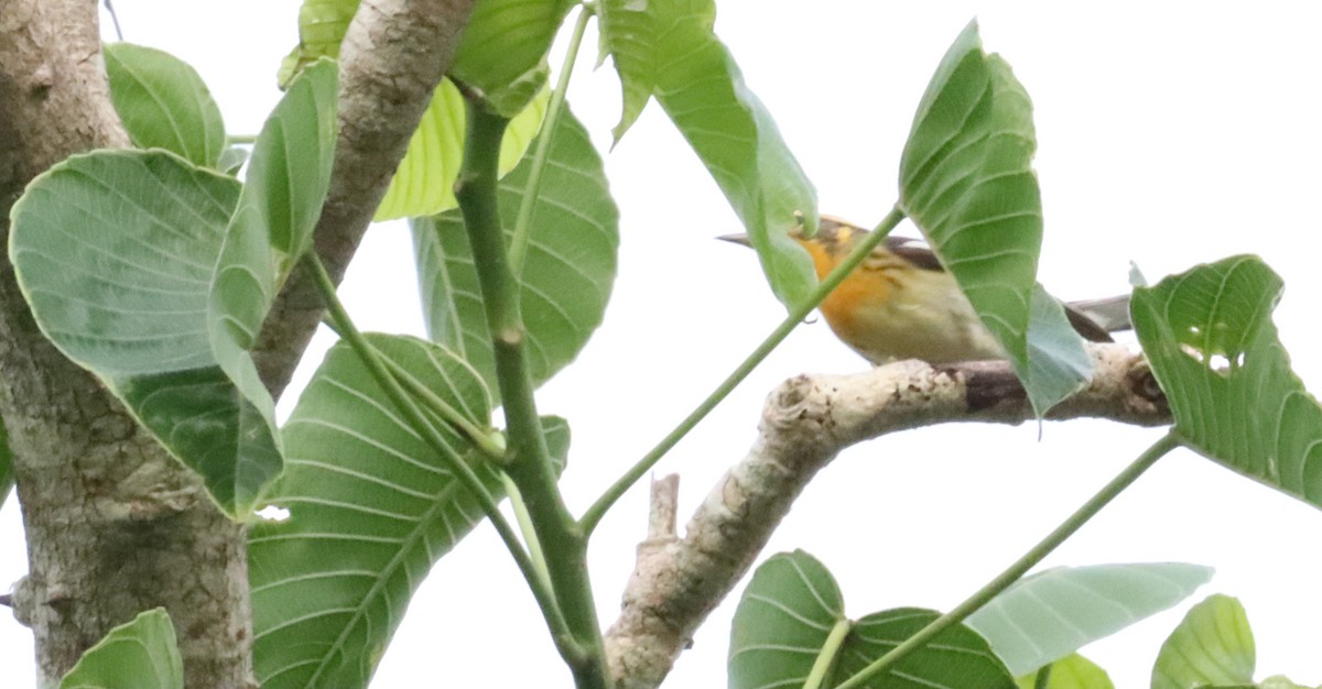 Blackburnian Warbler - ML450633151