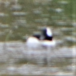 Bufflehead - ML450633191