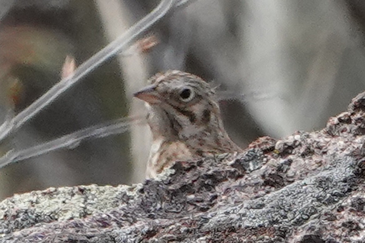 Vesper Sparrow - ML450633261