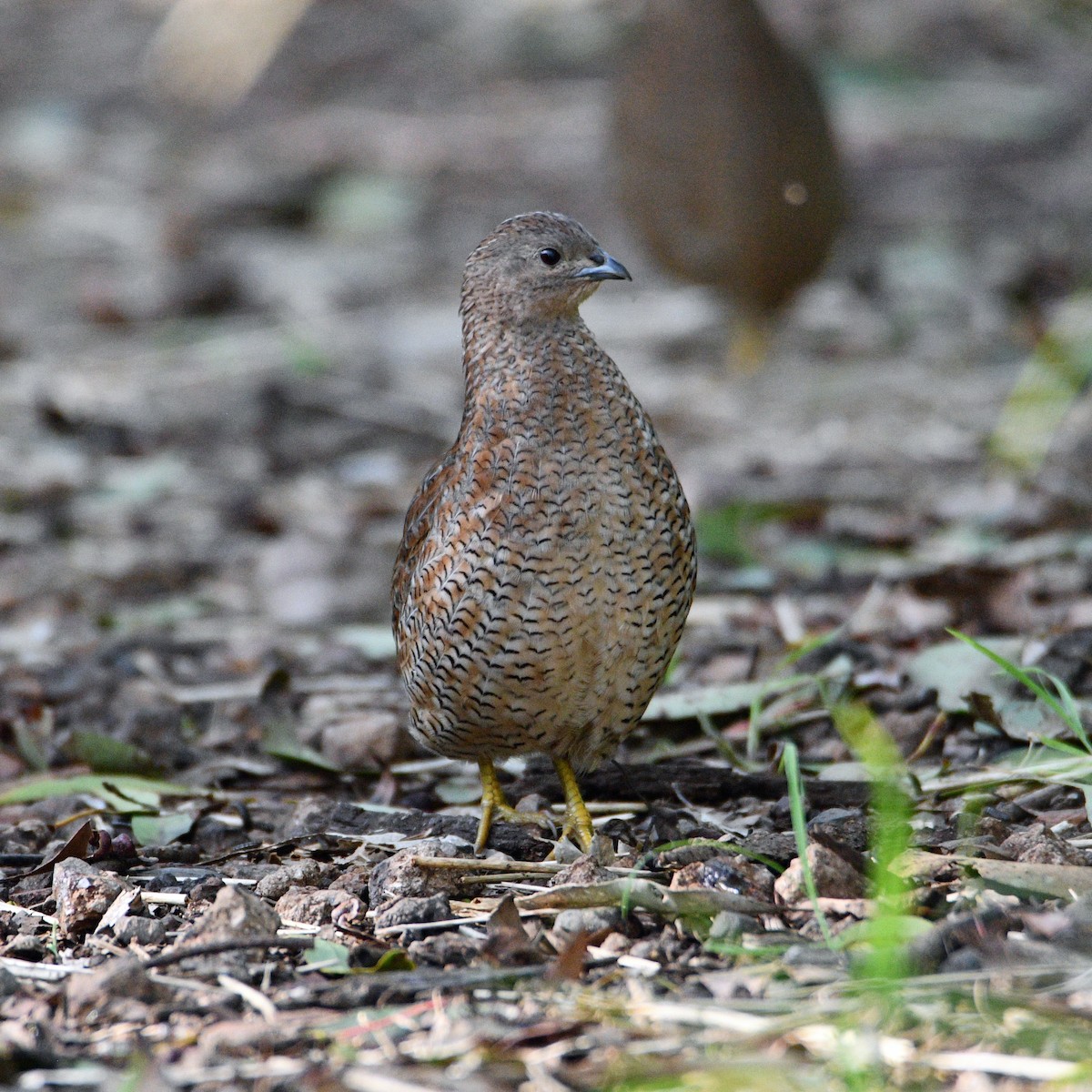 Brown Quail - ML450637051