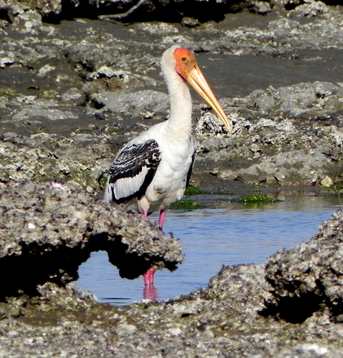 Painted Stork - David Bree