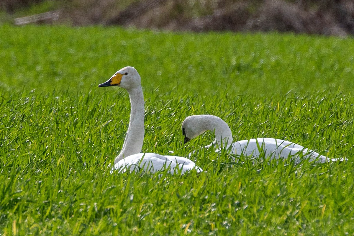 Whooper Swan - ML450638201