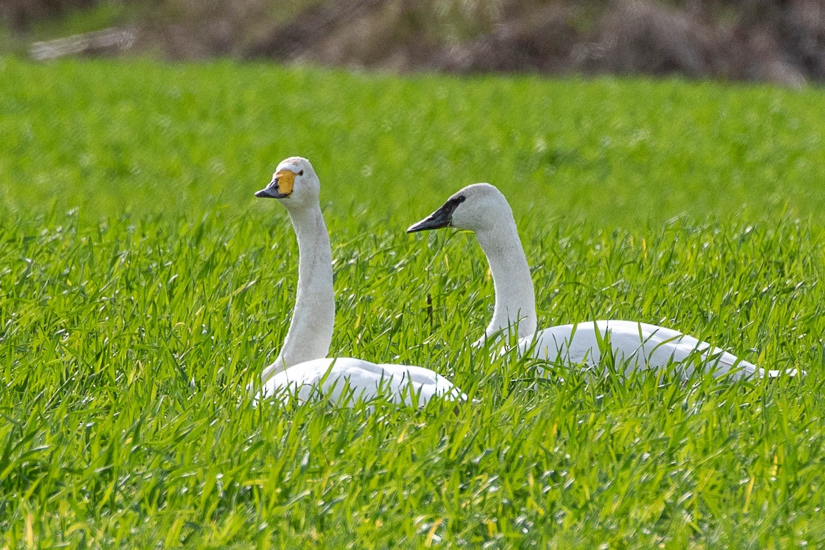 Whooper Swan - ML450638231