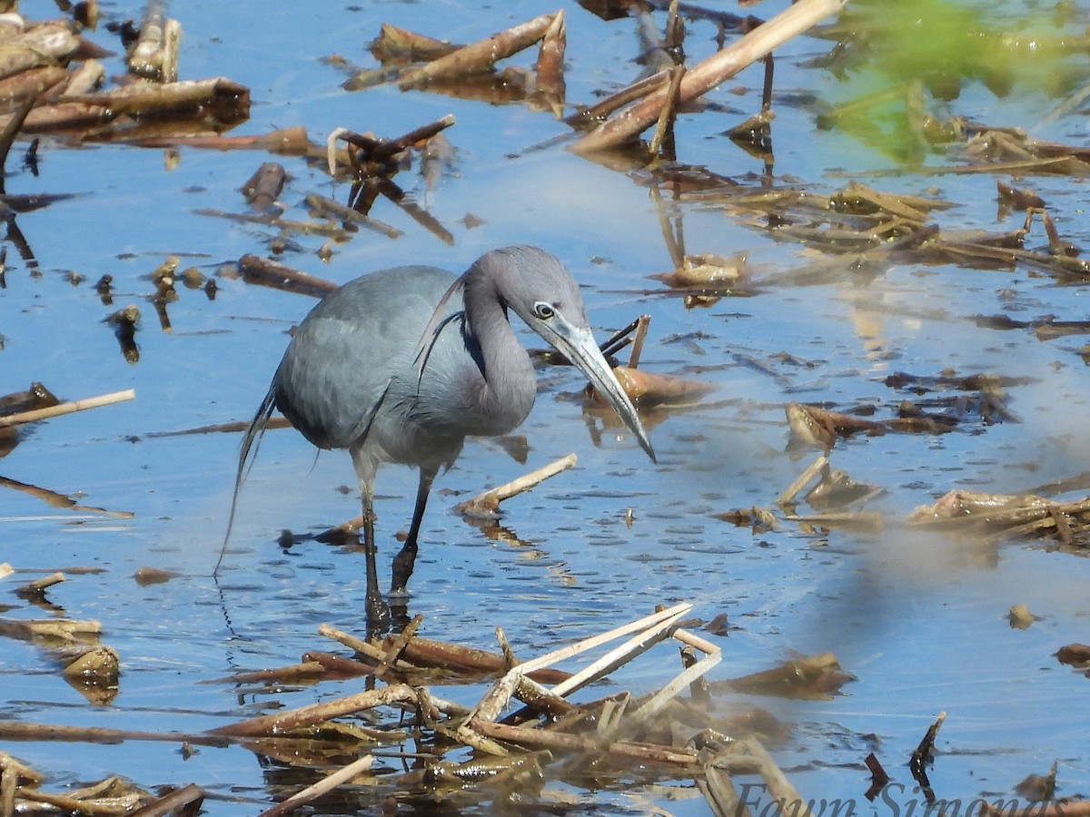 Little Blue Heron - Fawn Simonds