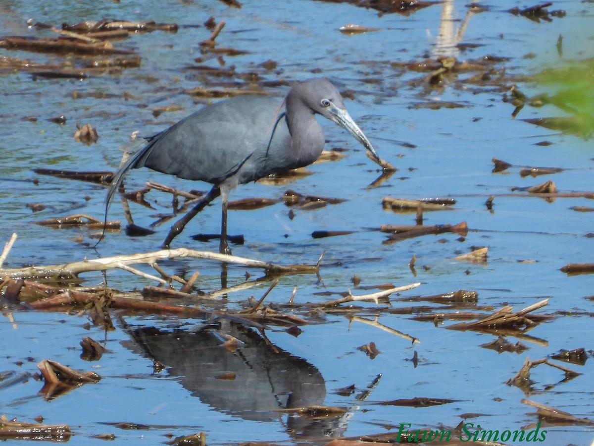 Little Blue Heron - ML450639151