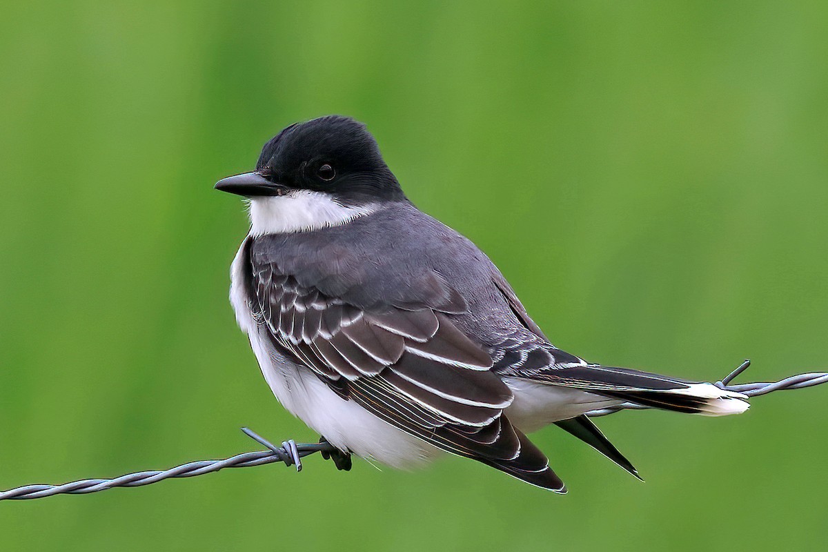 Schieferrücken-Königstyrann - ML450640571