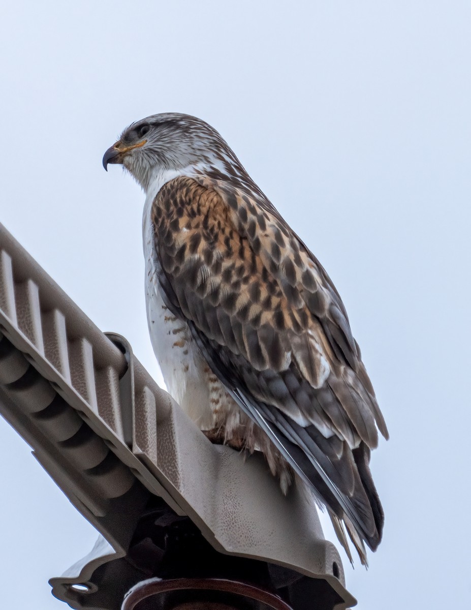 Ferruginous Hawk - Kenneth Trease