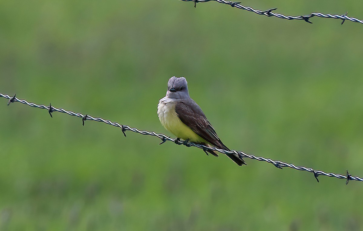 Schmalschnabel-Königstyrann - ML450641221