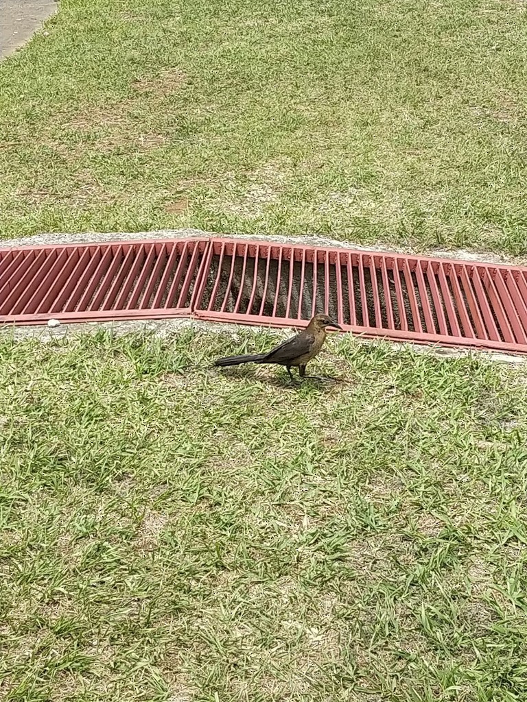 Great-tailed Grackle - ML450643651