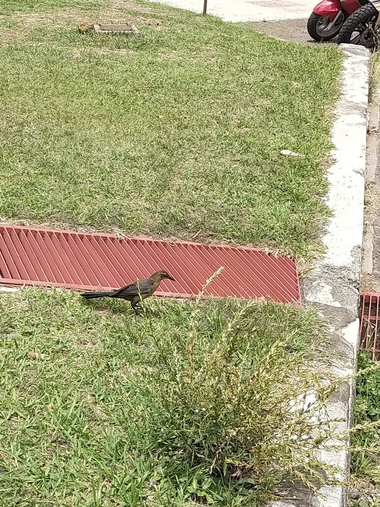 Great-tailed Grackle - ML450643661