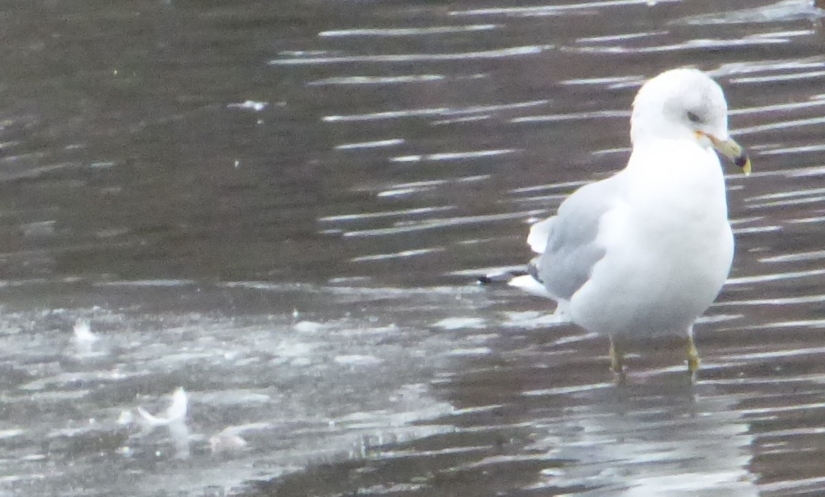 Ring-billed Gull - ML45064401