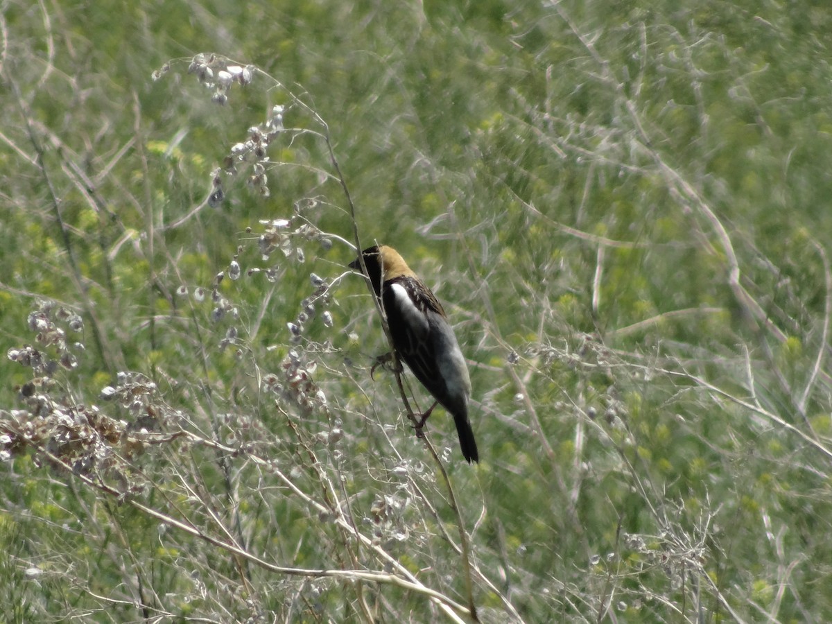 bobolink americký - ML450644381